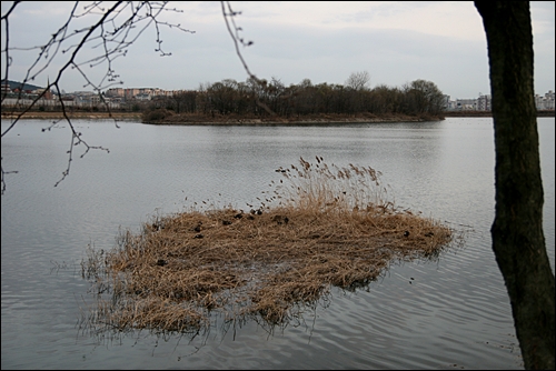 서호 풍경. 호수 한 가운데 섬을 만들어 놓았다. 앞에 보이는 수초에는 오리와 참새들의 쉼터.
