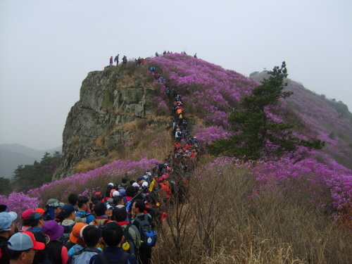 사람반! 진달래반! 진달래를 보기 위해 전국에서 많은 관광객들이 모여든다(축제 추진위 사진제공. 지난 해 행사 촬영)