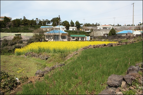 노란 유채밭이 보이는 농가풍경