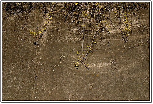 겨우내 바람에 흔들려 시멘트벽 줄기가 벗겨져도 봄이 되면 어김없이 노란 꽃이 핀다.