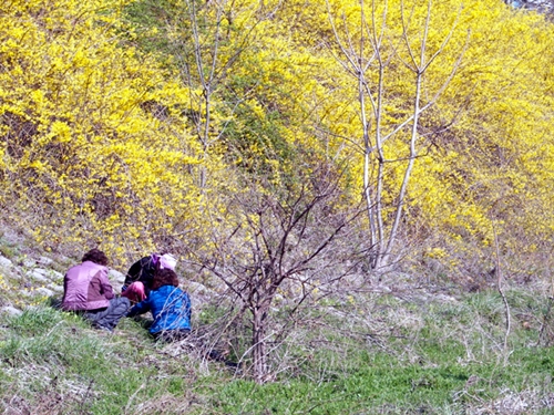 한강의 봄 전령사는 개나리꽃, 쑥 그리고 쑥캐는 아낙네랍니다. 