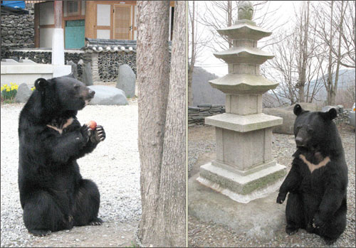 일요일 오후 '화려한 외출'을 한 지리산 반달곰. 왼쪽은 대웅전 앞에서 사과를 먹고 있는 모습이다. 오른쪽 사진은 반달곰이 탑 주위를 돌며 탑돌이를 하는 것 같다.