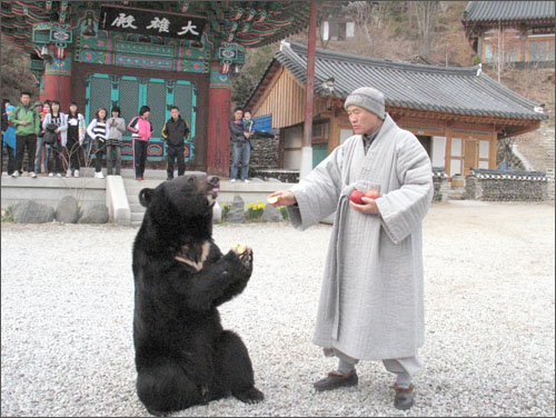 '화려한 외출'을 한 지리산 반달곰이 문수사 대웅전 앞마당에서 고봉스님이 건네주는 사과를 받아 먹고 있다.