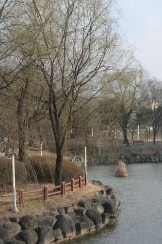  천안삼거리 공원에 있는 능수버들의 모습.