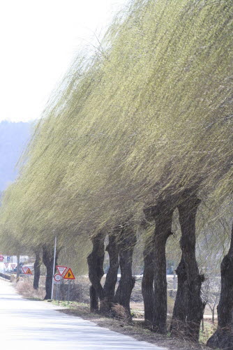  봄 바람에 가로수로 심어진 능수버들의 가지가 흔들리고 있다.