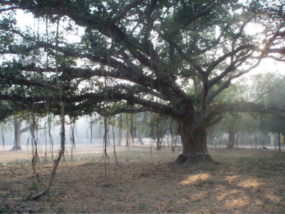 인고 서벵골 주 샨티니케탄 근처의 이 숲은 인도의 세계적인 시인 타고르가 명상한 곳으로 유명하다. 보리수 나무는 줄기에서 나온 기근이 땅에 뿌리를 내리고 옆으로 옆으로 번지며 수역을 확장한다. 반경 500미터에 이르는 나무도 있다고 한다