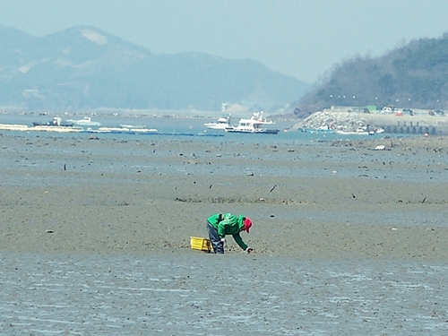  몇시간 전 만해도 바다 한가운데 였을 갯벌위에서 주민들이 해산물을 캐고 있습니다.