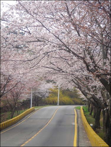벚꽃길을 달리는 부산은 지금 벚꽃 천국