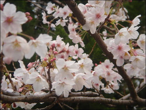 보면 더욱 투명한 봄의 눈빛, 부산벚꽃