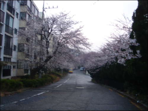 아파트 벚꽃 행렬