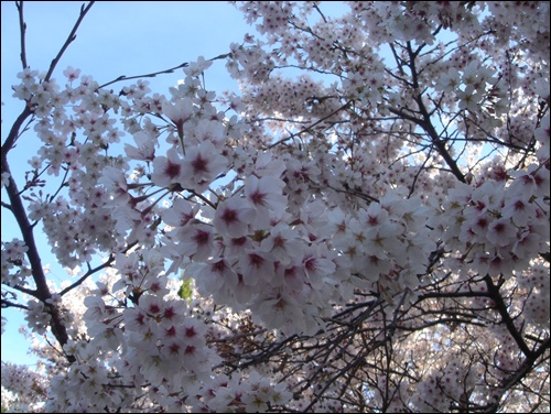 열면 벚꽃 축제