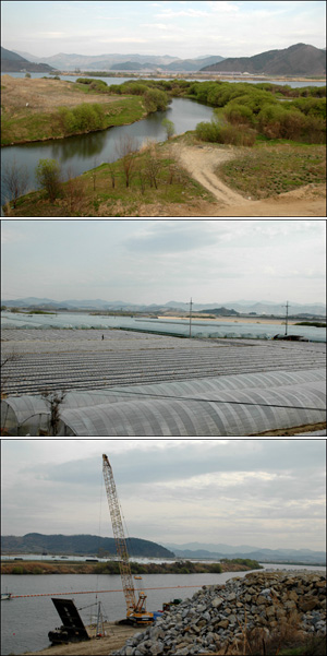 낙동강은 이미 각종 개발로 몸살을 앓고 있다. 맨 위 사진은 작은 밀림을 보이고 있는 둔치 모습, 가운데는 둔치의 농작물 재배 모습, 아래는 하천 개보수공사 장면.