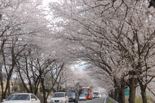 길 위로 펼쳐진 벚꽃 터널