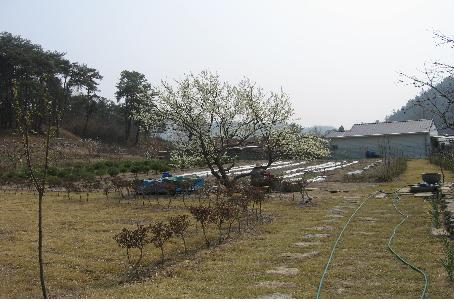 정원의 일부분  아내가 자두나무 꽃그늘에 앉아 있는 내 뒷 모습을 잡았지만 나무에 가려 잘보이지 않는다. 평화로운 장면이다.     