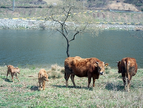 섬진강가에서 한가로이 쉬고 있는 소들을 보니 시골사는 외갓집 친척들을 만난 것 같이 반가웠습니다.