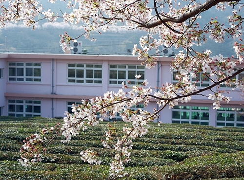 십리 벚꽃길가에 있는 화개(花開) 중학교. 학교 이름도 참 서정적입니다.
