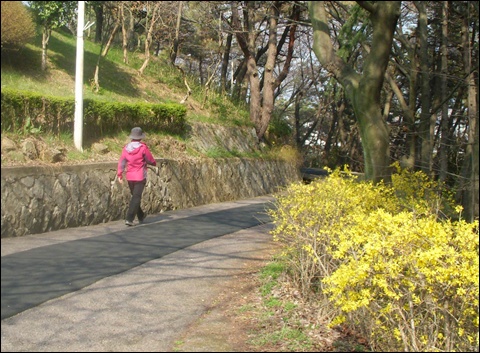  산책로에 활짝 핀 개나리와 이름 모를 새들의 지저귐이 공원의 운치를 더하는데요. 벚꽃이 꽃망울을 터뜨리는 시기는 주말쯤이 되지 않을까 싶습니다. 
