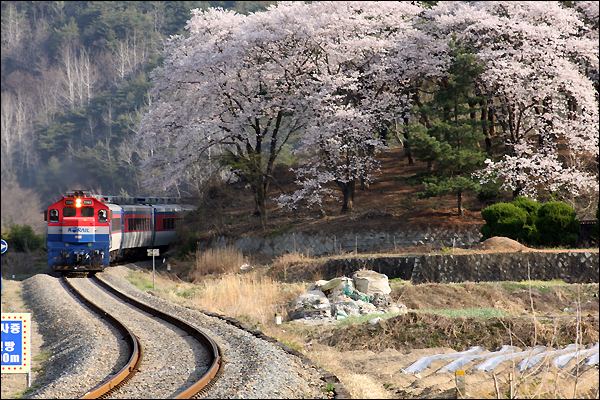 벚꽃이 만개한 S라인 위를 지나는 기차