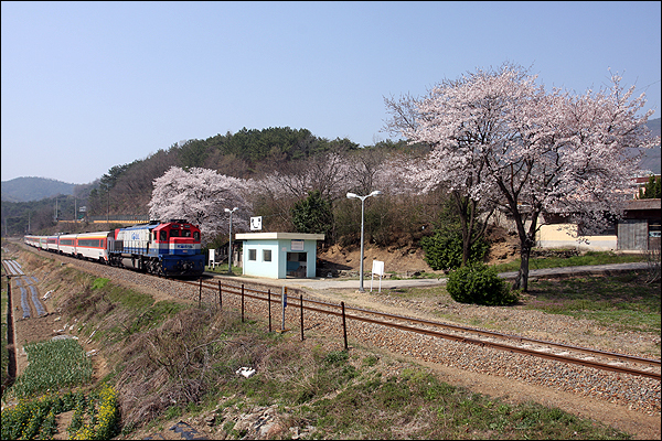 벚꽃이 활짝 핀 원북역으로 기차가 들어오고 있다