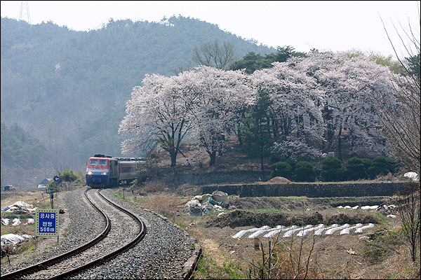 S라인 위를 기차가 지나는 가운데 바로 옆 청풍대에 벚꽃이 만개해 더없이 아름답다.