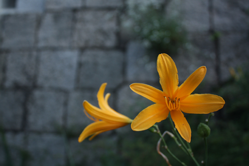 성곽 돌담 밑에 핀 노란 꽃