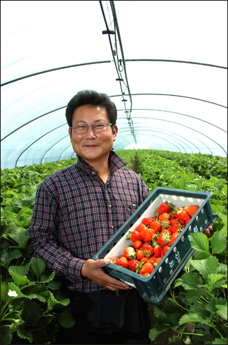 올해 15년째 딸기농사를 짓고 있는 천전규(48세, 논산 햇살딸기농장)씨. 2000여 평의 딸기농장에서 딸기체험을 운영하면서 백화점에 납품한다. 천씨가 운영하는 딸기농장은 무농약 인증 농장이다. 