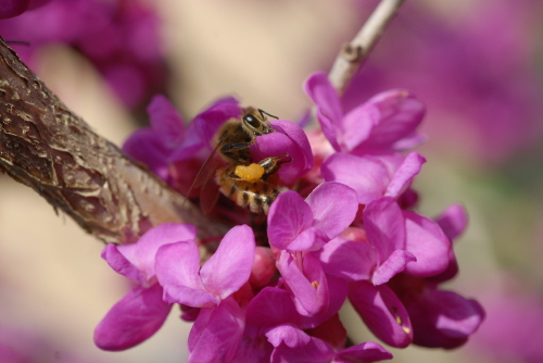 박태기 나무에서 꿀을 모으는 꿀벌