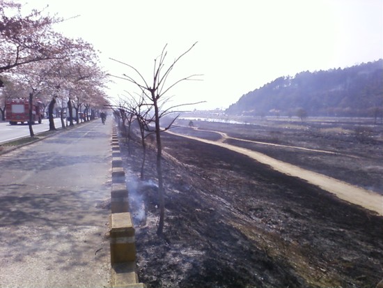 경주 보문관광단지 진입로에도 불 확산 벚꽃이 만발한 경주 보문관광단지로 향하는 대로변에까지 산불이 번져 주변이 모두 불에 탔다