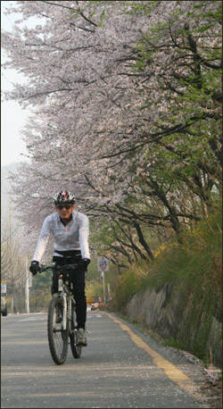 자전거를 타고 벚꽃길을 지나는 고씨, 아름다운 자연 풍경을 보며 갈 수 있는 것이 자전거 출근의 매력이다.