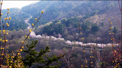 회덕정수장에서 출발해 황톳길을 한바퀴 돌아 오는 계족산 벚꽃길은 40리쯤 됩니다.