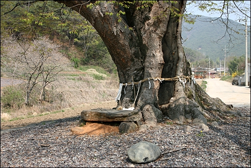 설옥마을 입구를 지키는 느티나무