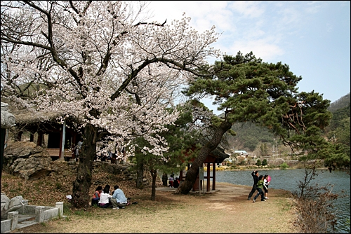  환산정 마당에는 늙은 벗나무와 200년된 소나무가 자리잡고 있다.