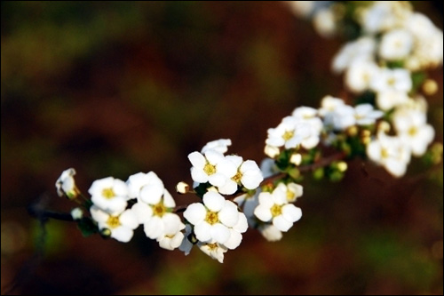 만개한 조팝나무꽃은 좁쌀 붙인 모양이기보다 한겨울에 함박눈을 이고 있는 것 같습니다.
