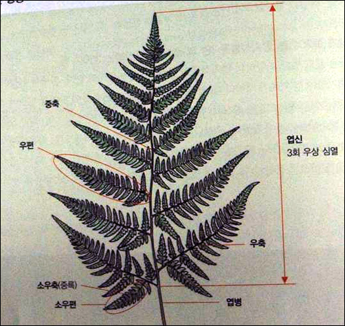 고사리 잎은 잎자루와 잎몸으로 구성되어 있습니다. 잎몸은 다시 우편, 소우편, 열편으로 나뉩니다.