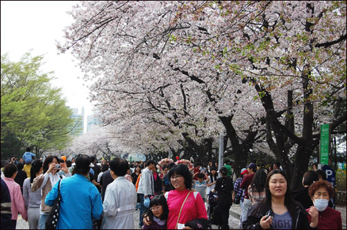 12일 벚꽃 축제를 즐기기 위해 많은 사람들이 여의도 윤중로에 모였다.