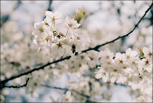 활짝 핀 벚꽃속에서 꽃가루와 꿀을 채취하는 꿀벌