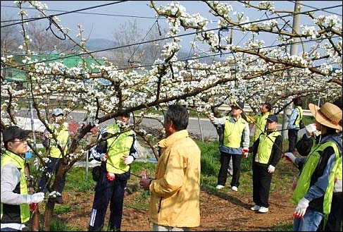 공무원, 유관기관, 사회단체, 학생, 군인 등이 배꽃 인공수분을 위해 과수원으로 농촌봉사활동을 떠나고 있다.