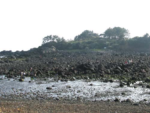 여러 관광객이 해산물 채취 체험을 하고 있다.