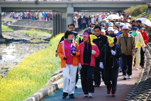 유채꽃이 만발한 조천변을 따라 걷고 있는 참가자들