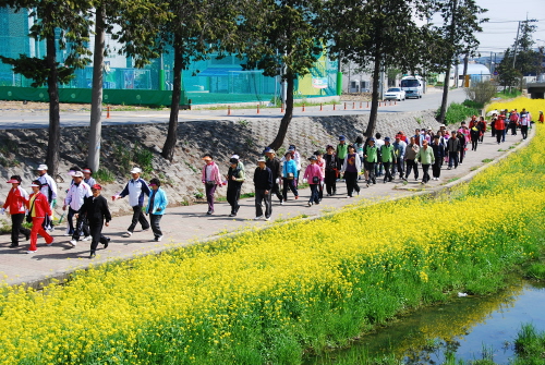 유채꽃을 감상하며 건강걷기대회에 참여하는 사람들이 즐겁게 운동하는 모습