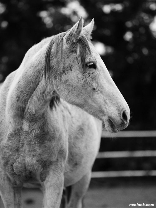  이광호_PORTRAIT OF HORSE 4-Jeju_잉크젯 프린트_106×80cm_2008