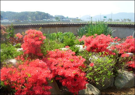  곡우 날 앞마당 풍경. 앞마당 화초들도 곡우 비를 흠뻑 맞아서 그런지 생기가 돋습니다. 
