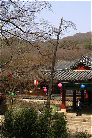  보조국사 지눌이 다시 돌아올 날을 기다린다는 순천 송광사 세월각 앞 고향수.
