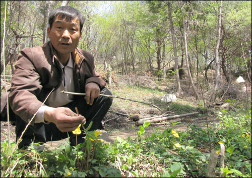 산나물 재배단지를 안내하던 김규환 씨가 피나물을 꺾어 보이며, 나물의 특성에 대해 설명해 주고 있다.
