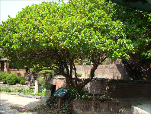 우리나라 근대 일반 가옥의 정원을 만끽할 수 있는 상허 이태준 고택의 보호수 사철나무