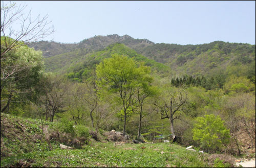  화순 백아산. 산나물 집단 재배단지다.