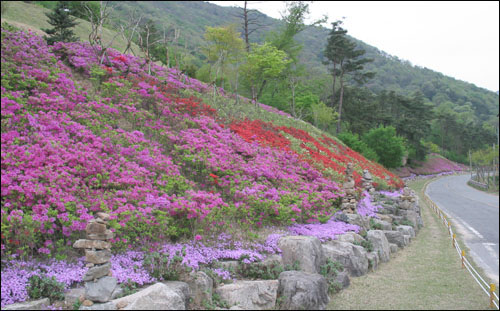 화순 만연산과 안양산 일주도로에 활짝 핀 영산홍과 철쭉.
