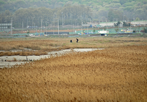  골프장이 들어서게 되면 이런 풍경들을 볼수 있을까?