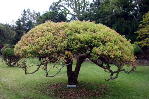 대만 일본 남부 등에서 자라는 녹나무가 자라고 있었다.