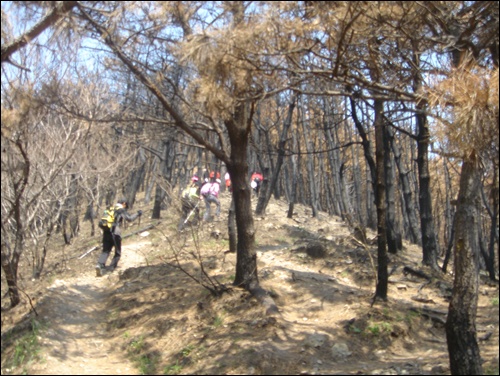  산꾼의 마음을 흉흉하게 만드는 봉산의 산불 흔적